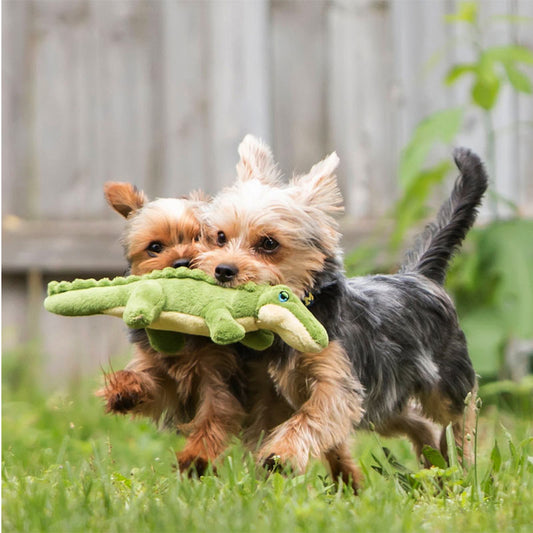 Photo of two Yorkie dogs running side by side with the Savannah Baby Gator toy in their mouths, to show scale. It's big enough for both of them to grab each end at the same time.