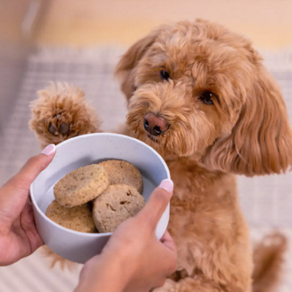 Open Farm FD Beef Patties Wet Nose