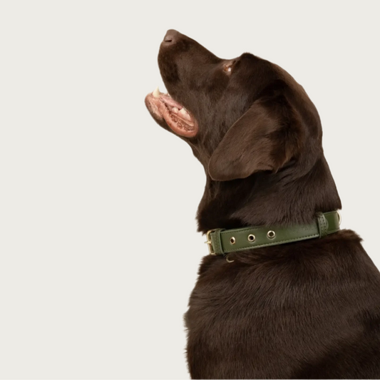 Side profile of a chocolate labrador retriever wearing this collar. It shows the large D-ring on the back of its neck for attaching a leash, and a small D-ring on the front of the collar to attach an ID tag.