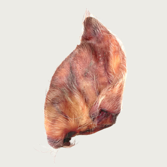 A freeze-dried pig ear, that is reddish-tan in color and has some visible hair on it.