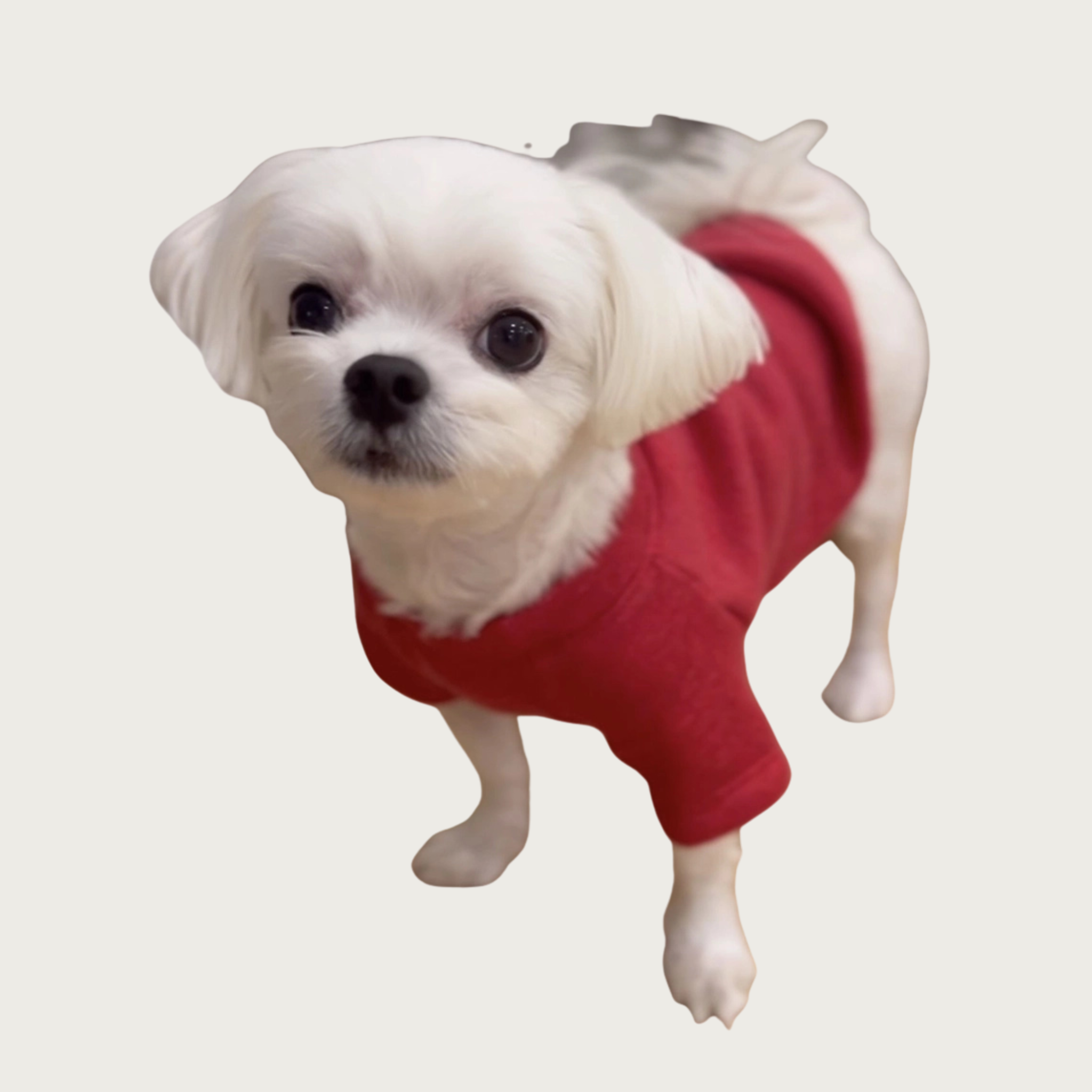 Small white dog wearing the heathered cranberry red "Snuggle Season" pet sweatshirt.
