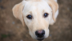 Yellow lab puppy staring up at you.