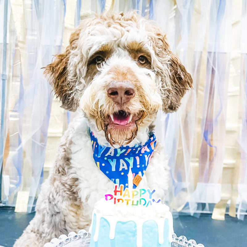 Birthday Pawty - Reservation