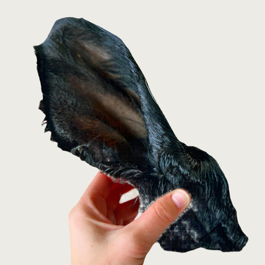 Black cow ear held by a hand.