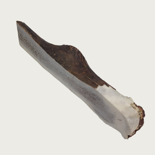 A cut elk antler, that has been split lengthwise to expose the marrow in the center.