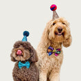 Load image into Gallery viewer, Two dogs, one small and one large, wearing party hats.