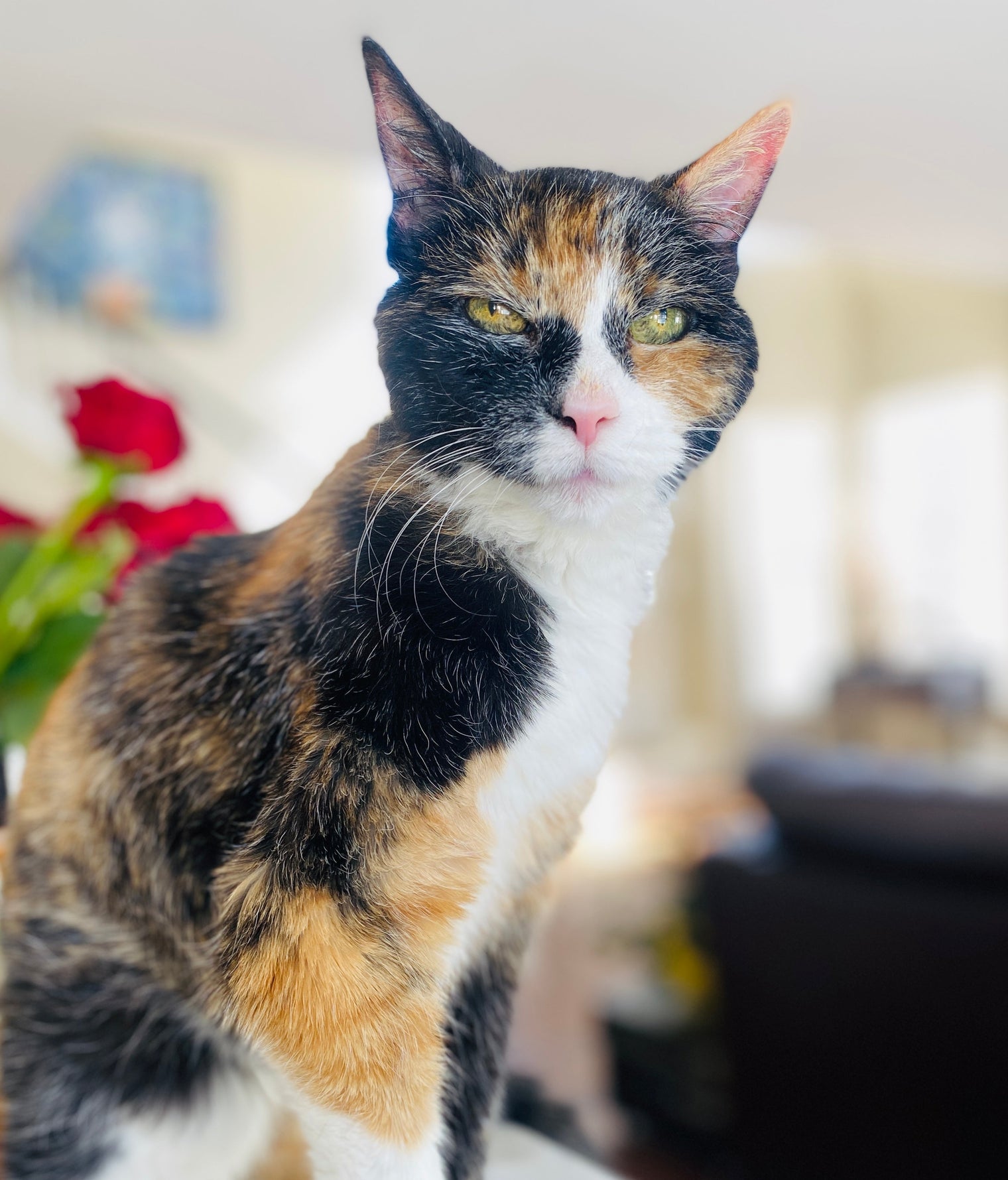 Caring for Bobbi: The Heartache and Beauty of Loving a 21-Year-Old Cat