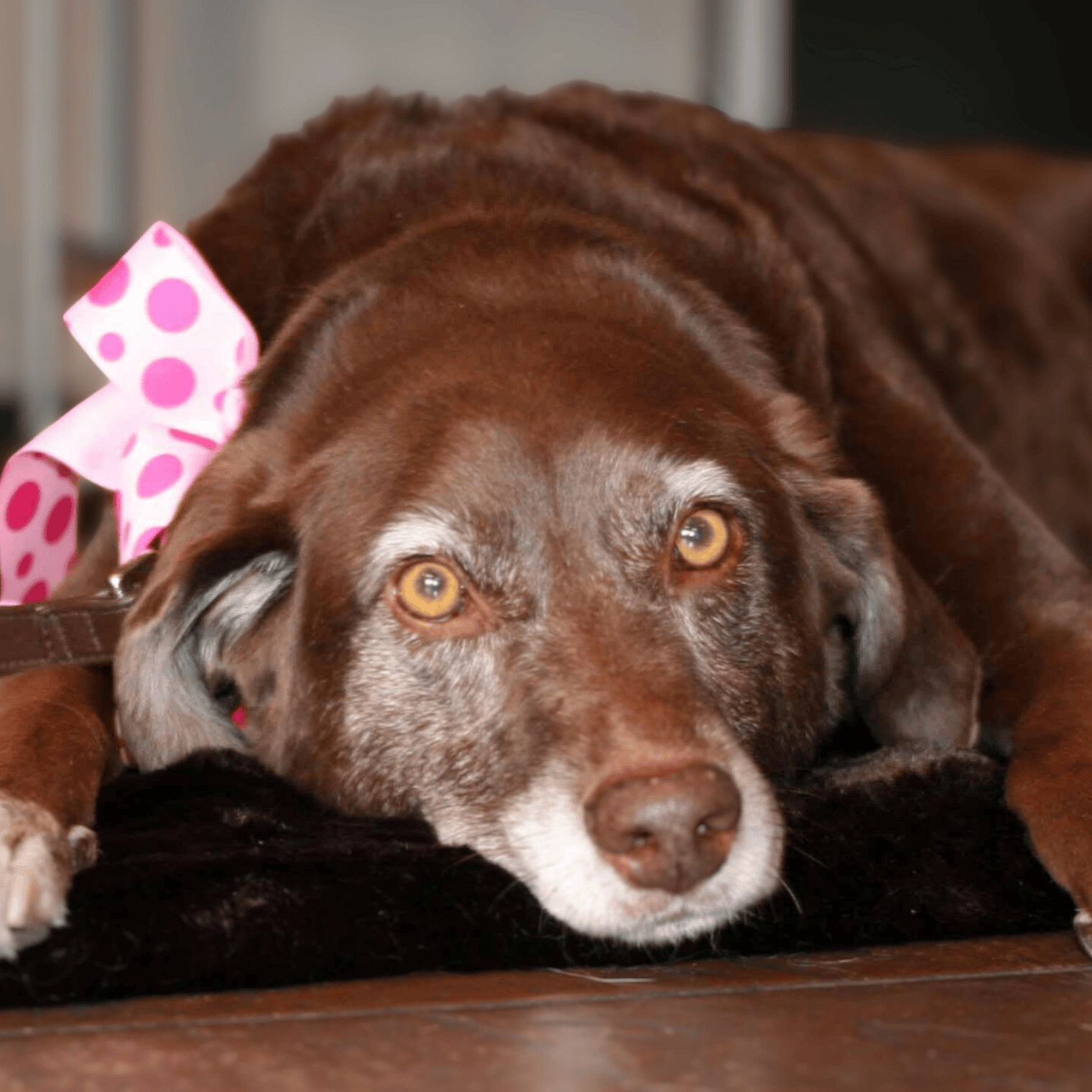 Lilly’s Day at Wet Nose | A Love Story That Started It All