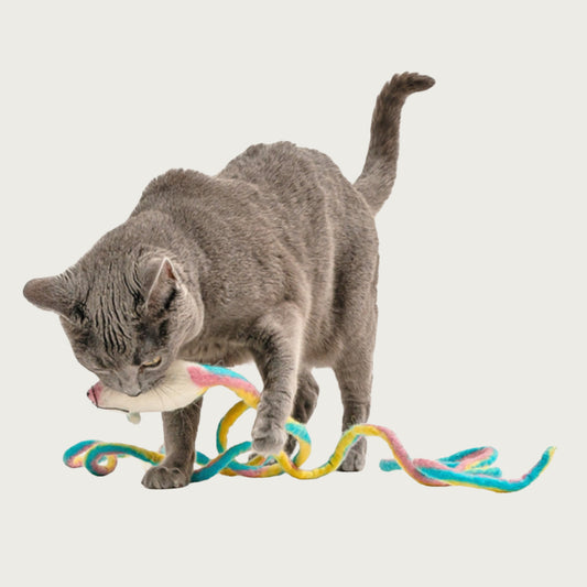 Gray cat carrying the wool mouse in its mouth, with the toy's tail fully unfurled.