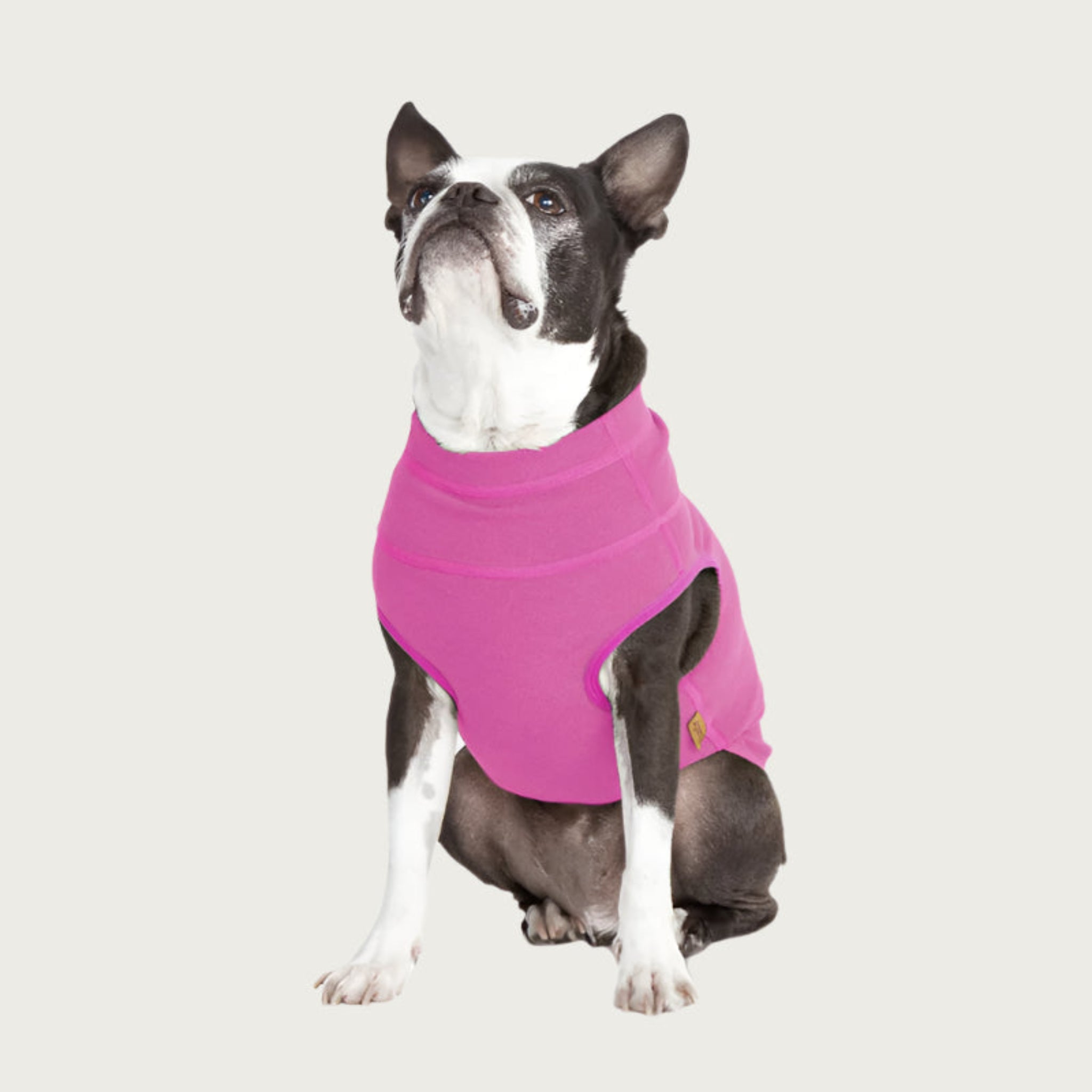 View of the front of a Boston Terrier wearing the Pink Microfiber Stretch Fleece. The color is a bright medium pink shade.