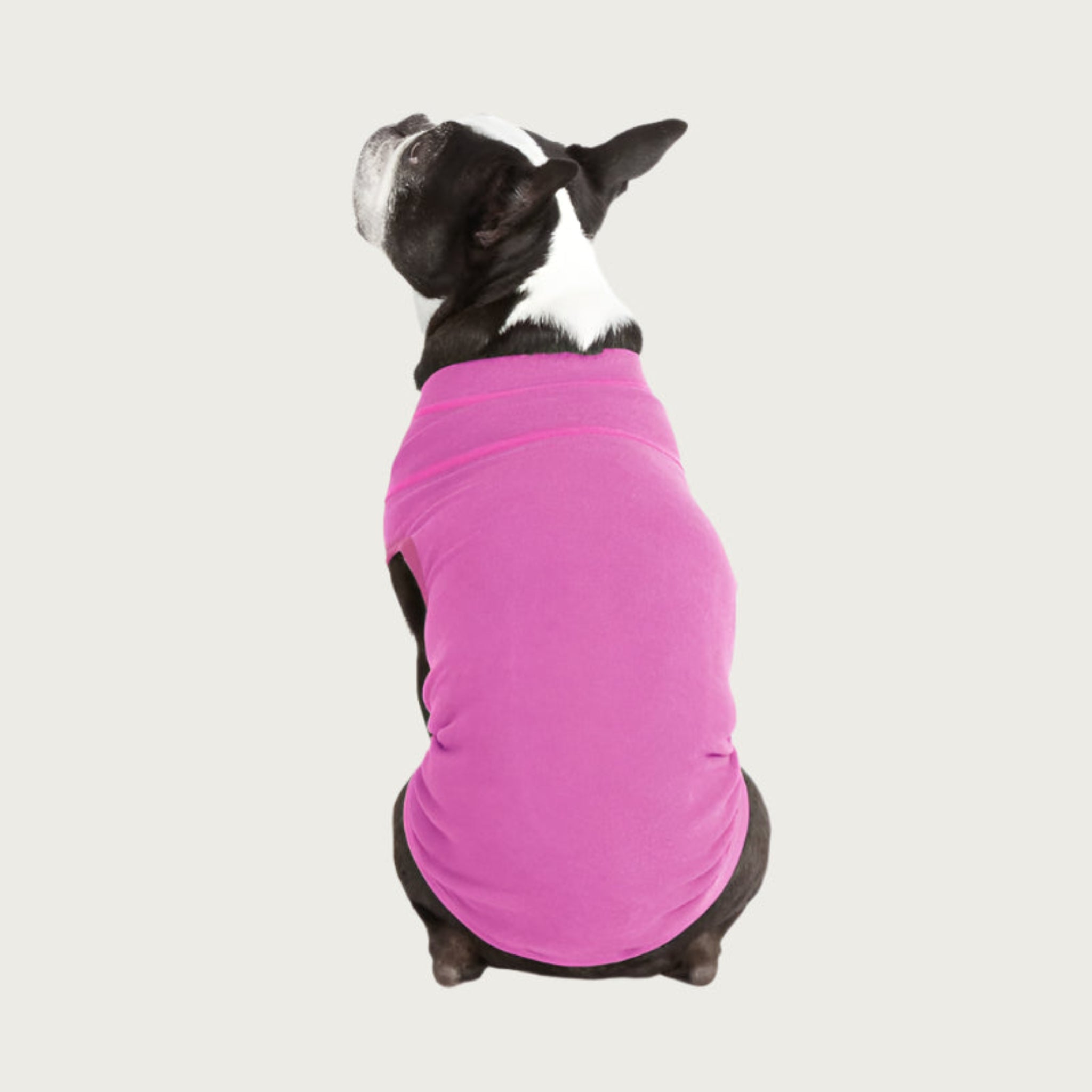 View of the back of a Boston Terrier wearing the Pink Microfiber Stretch Fleece. The color is a bright medium pink shade.