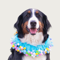 Load image into Gallery viewer, Bernese Mountain dog wearing the blue birthday pom pom collar.
