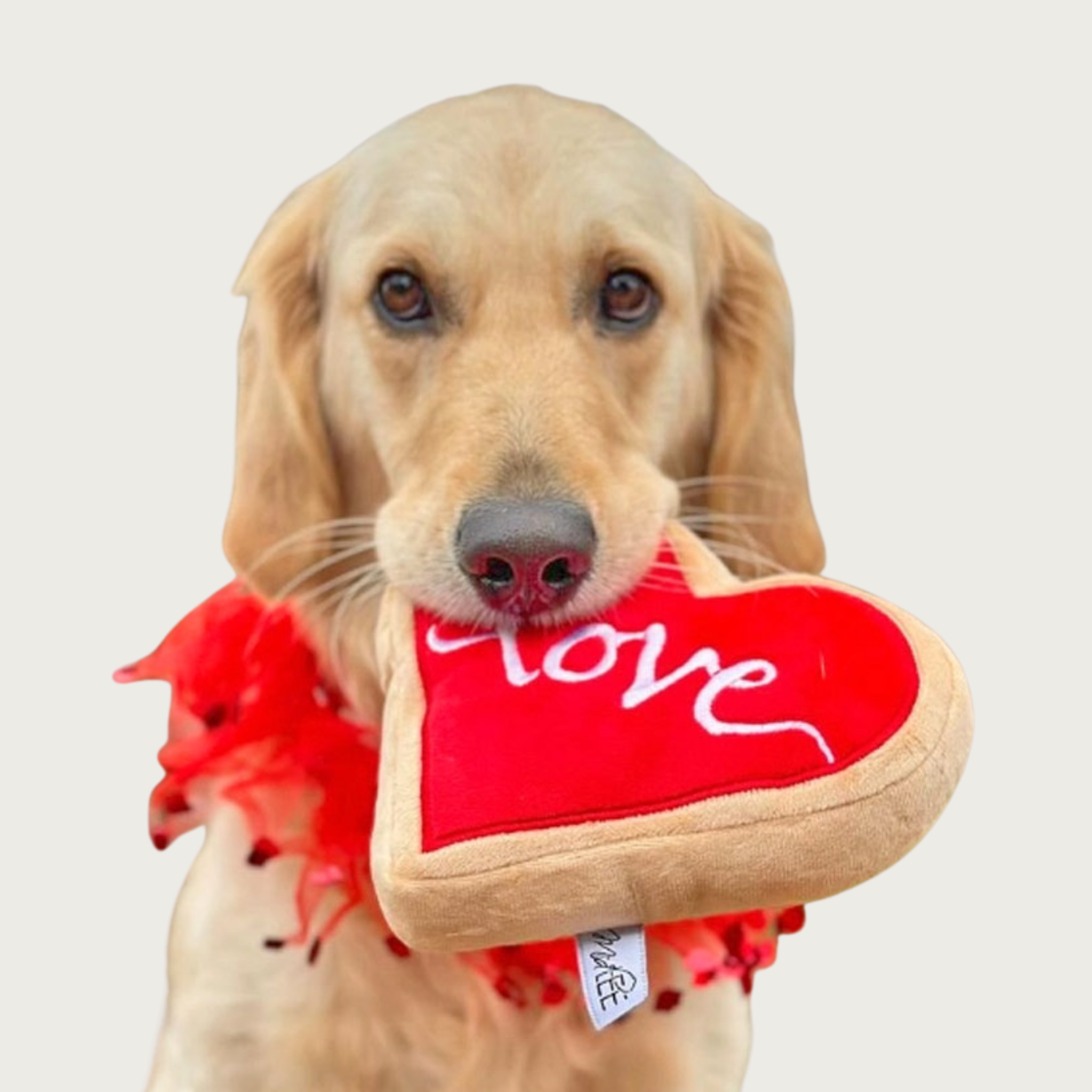 Golden retriever dog looking straight ahead, holding the Red Heart Sugar Cookie toy in its mouth.