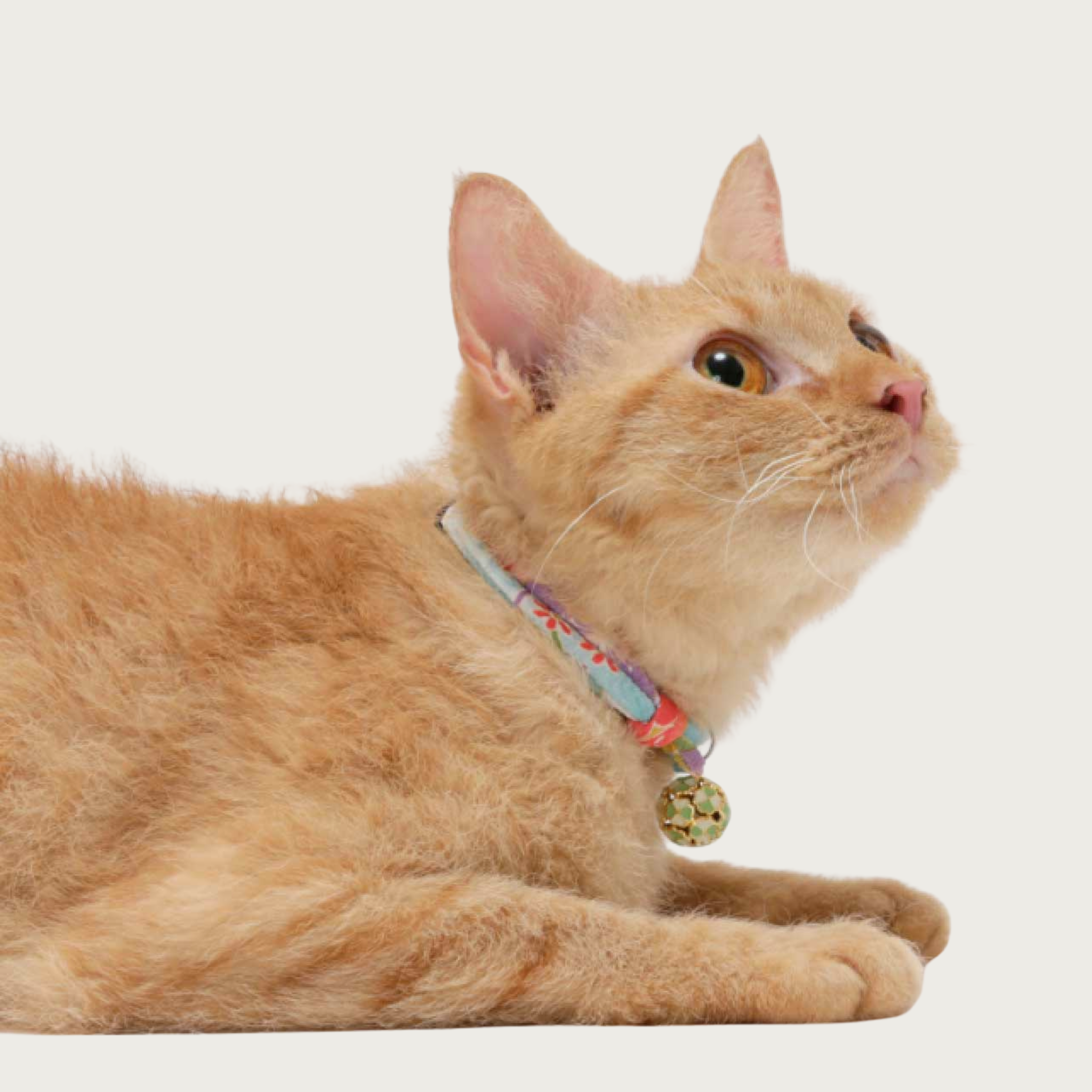 Side view of an orange cat wearing the Chirimen collar in Baby Blue.