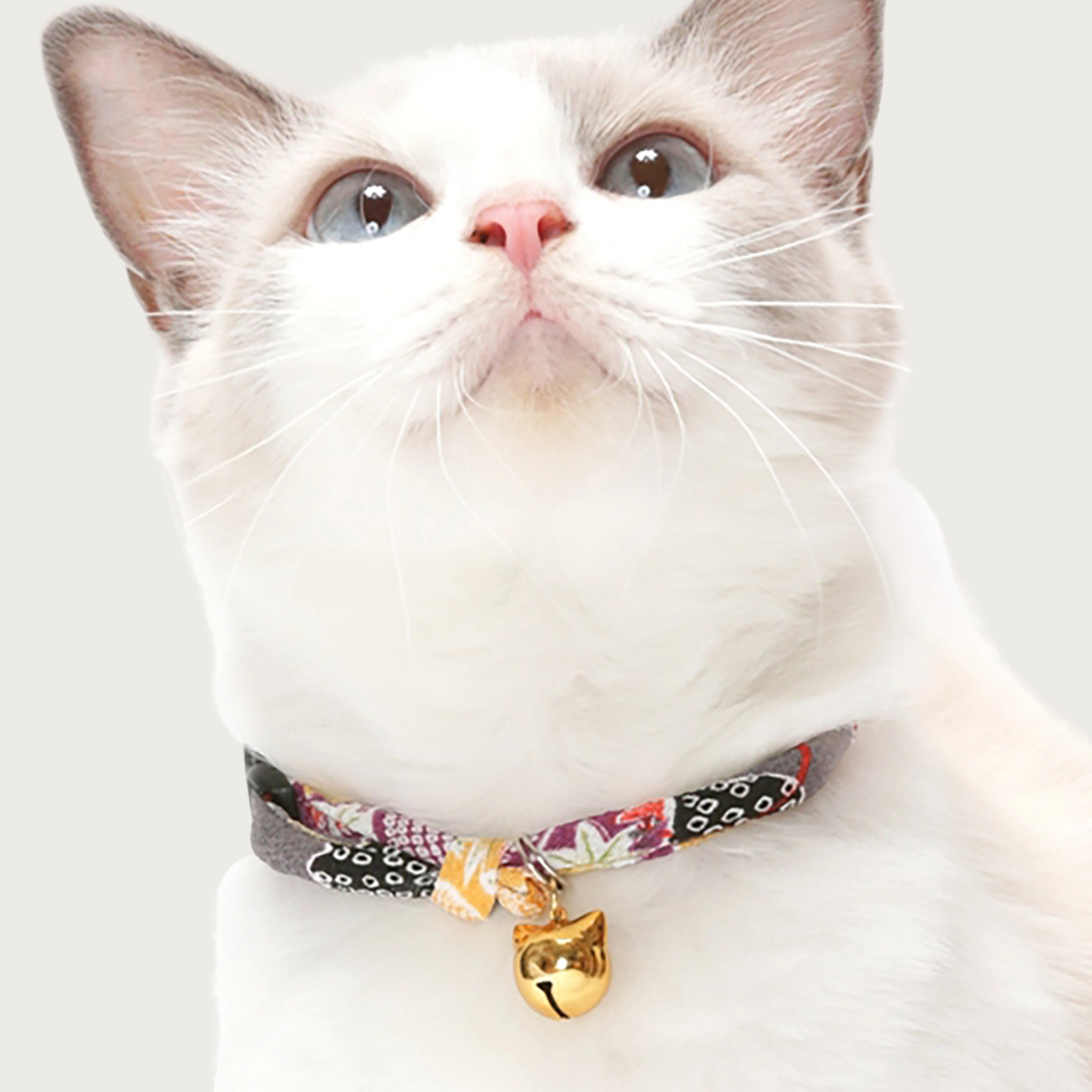 Front view of a Siamese cat wearing the Chirimen Hanabi Fireworks collar in Gray.