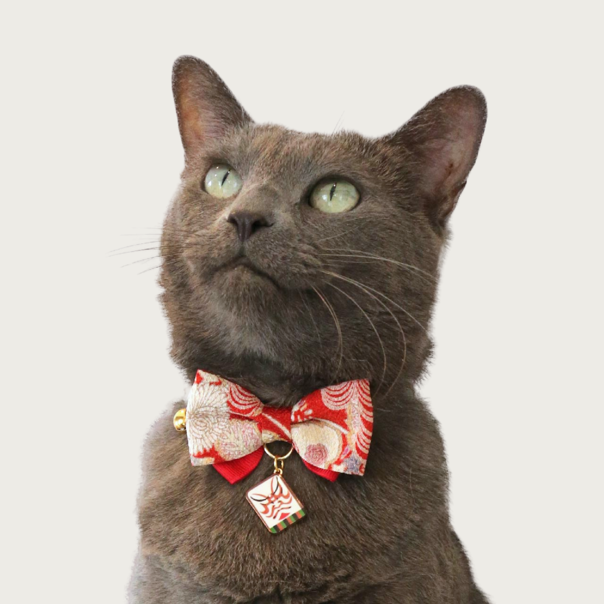 Gray cat wearing the Kabuki Charm Bow Tie cat collar.
