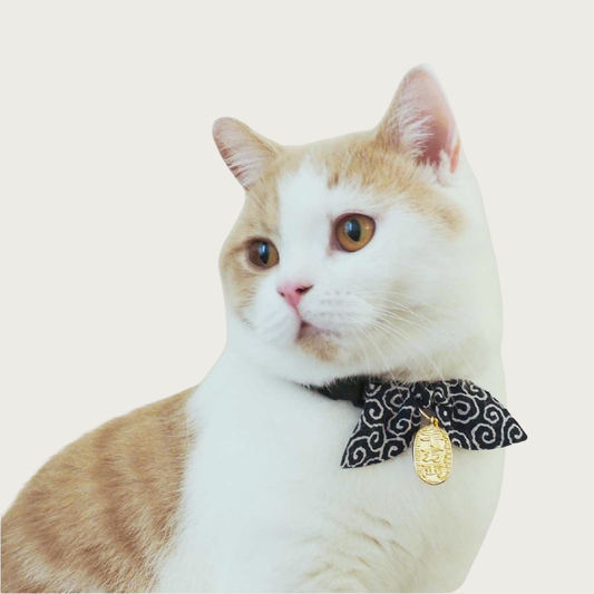 Orange & white cat wearing the Ninja cat collar in Navy.