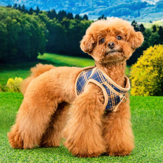Puppia Corwin Step-In vest-style harness, navy checkered, on mini poodle dog. Chest D-ring is visible in this image.