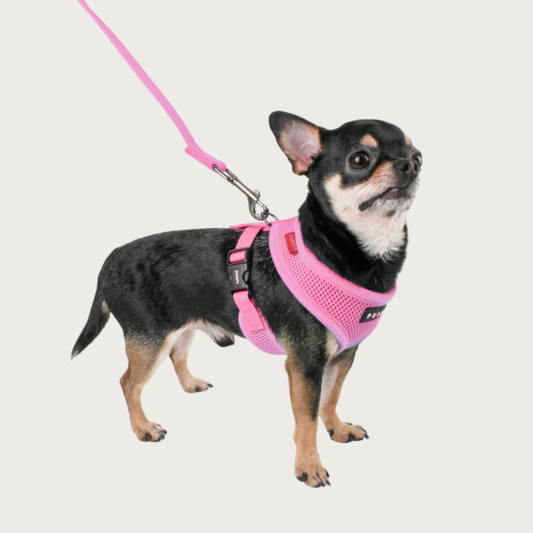 Chihuahua wearing a pink Puppia Soft Harness with leash attached to D-ring on back of harness, on dog's back. Black plastic clip on chest strap is on its right side.