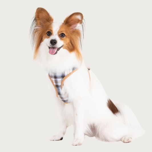 Papillon dog wearing the beige Windsor plaid harness.