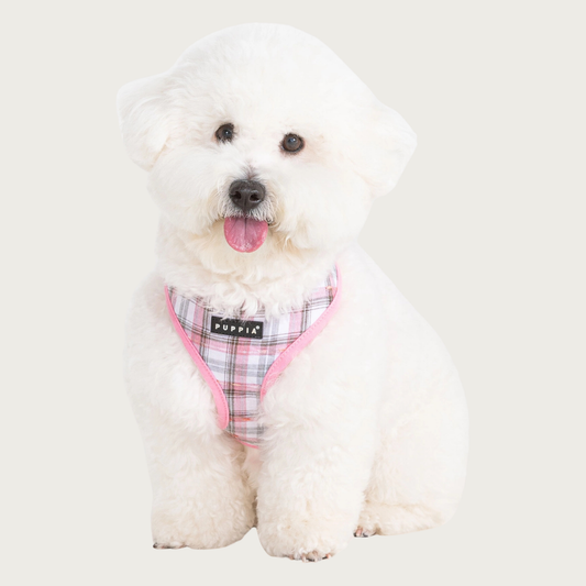 Bichon Frise dog wearing the pink Windsor plaid harness.