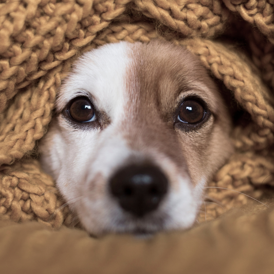 Hound Bath | A Sound Bath Experience for You & Your Dog