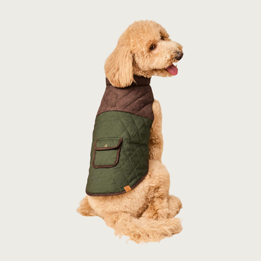 A seated goldendoodle dog with its back to the camera, its head is turned back to look at the camera. It is wearing a quilted dog jacket, with the top 1/3 in a dark brown faux suede, and the bottom 2/3 in dark olive green fabric. There is a small pocket with a snap closure centered in the olive green section. Both the jacket and the little pocket are trimmed in dark brown. 