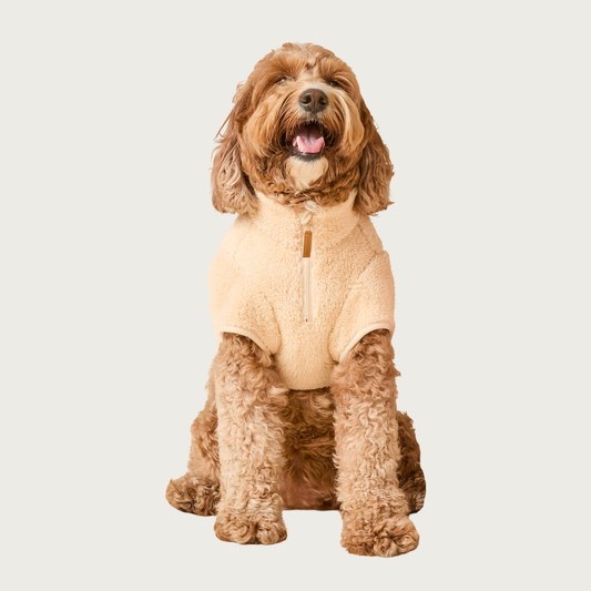 Seated, goldendoodle dog, looking straight at the camera. It is wearing a beige sherpa fleece dog jacket with short sleeves, and a zippered neck.