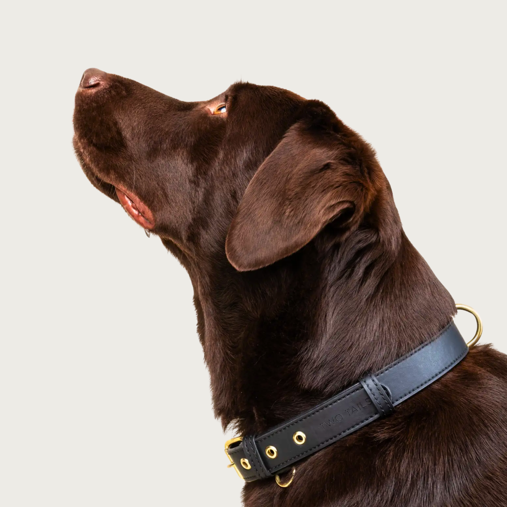 Side profile of a chocolate labrador retriever wearing this collar. It clearly shows the large D-ring on the back of its neck for attaching a leash, and a small D-ring on the front of the collar to attach an ID tag.