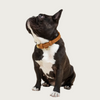 Front view of a black & white French bulldog with its head turned to the side, wearing this collar. It clearly shows the small D-ring on the front of the collar to attach an ID tag.