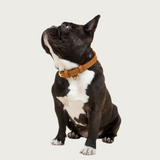 Front view of a black & white French bulldog with its head turned to the side, wearing this collar. It clearly shows the small D-ring on the front of the collar to attach an ID tag.