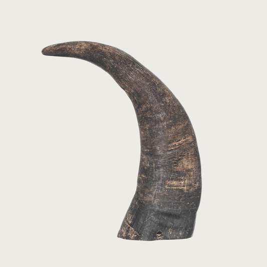 Large dark brown water buffalo horn with point. 