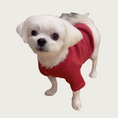 Load image into Gallery viewer, Small white dog wearing the heathered cranberry red "Snuggle Season" pet sweatshirt.
