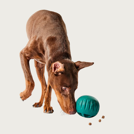Doberman dog playing with the Walkabout toy. He's nudging it with his nose to get the treats to fall out.