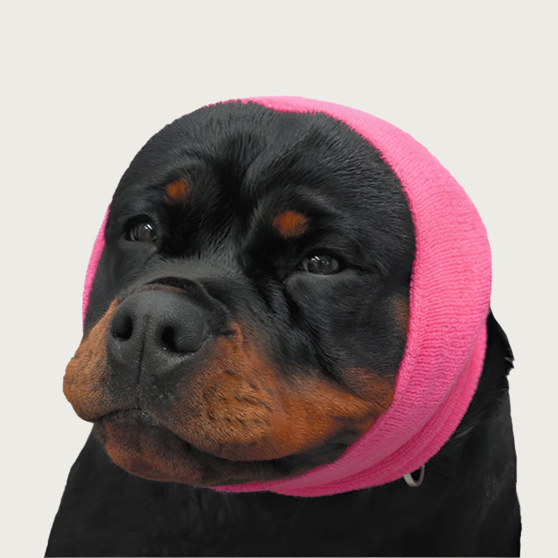 Rottweiler wearing a hot pink knitted Happy Hoodie around its head, looking to the left.