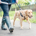 Load image into Gallery viewer, Image of a yellow Labrador Retriever being walked, wearing a black Freedom No-Pull Harness that's connected in two spots to the Freedom No-Pull training leash.
