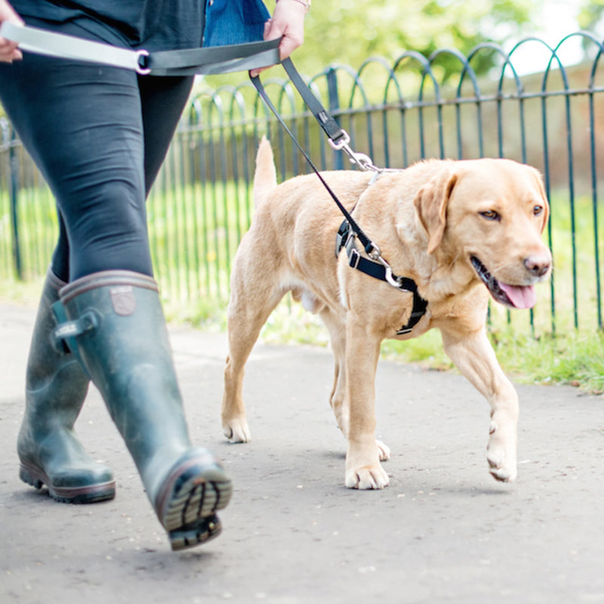 Image of a yellow Labrador Retriever being walked, wearing a black Freedom No-Pull Harness that's connected in two spots to the Freedom No-Pull training leash.
