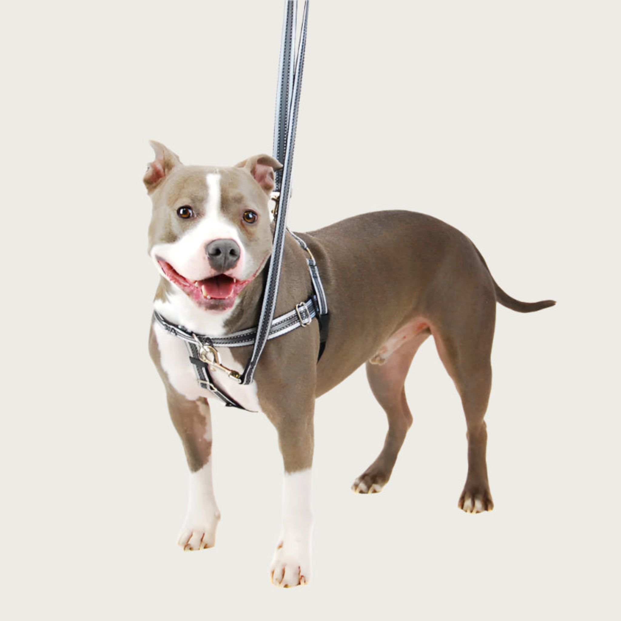 Pitbull dog wearing the Freedom No-Pull Harness in Reflective Black. The training leash is attached in two spots: the front chest and back of the dog.