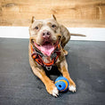 Load image into Gallery viewer, BARK Room – Private Playtime
