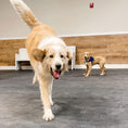 Load image into Gallery viewer, BARK Room – Private Playtime
