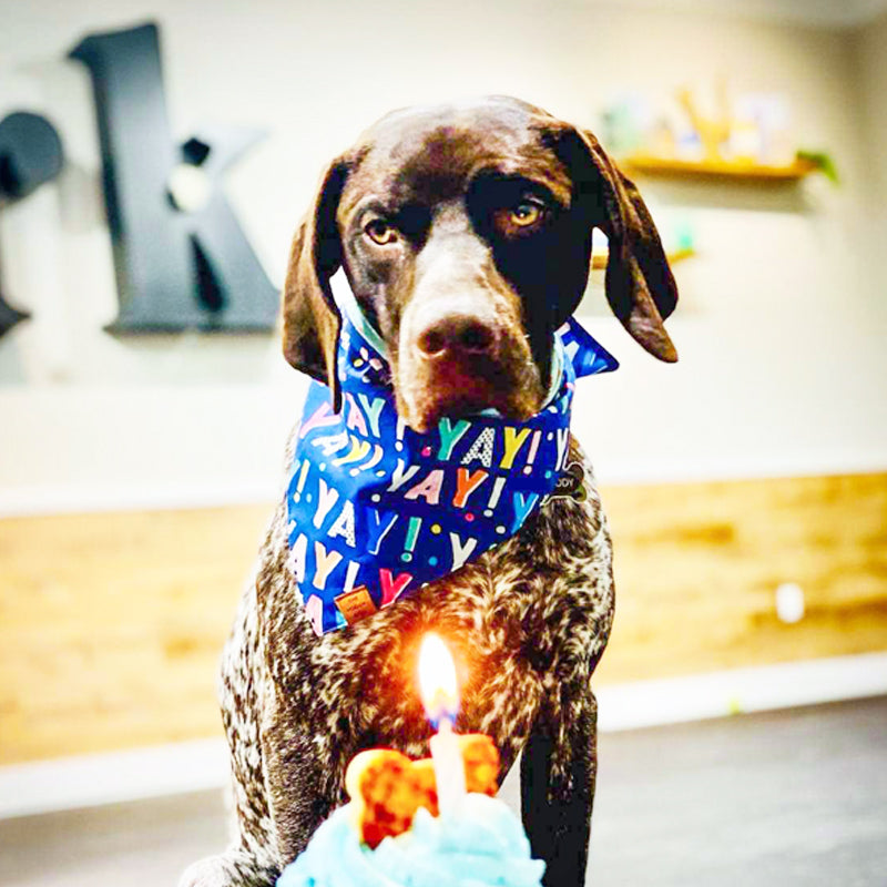 Birthday Pawty - Reservation
