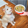 Image of a medium sized terrier dog, focused on his owner's hand, which is holding a bowl of Stella & Chewy's FreshMade gently cooked food - chicken or turkey recipe.