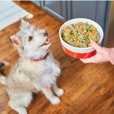 Image of a medium sized terrier dog, focused on his owner's hand, which is holding a bowl of Stella & Chewy's FreshMade gently cooked food - chicken or turkey recipe.
