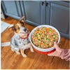 Image of a medium sized mixed breed dog, focused on his owner's hand, which is holding a bowl of Stella & Chewy's FreshMade gently cooked food - any of the red meat recipes.
