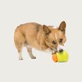 Load image into Gallery viewer, A view of a Corgi dog playing with the interlocked Small & Large Toppl toys.
