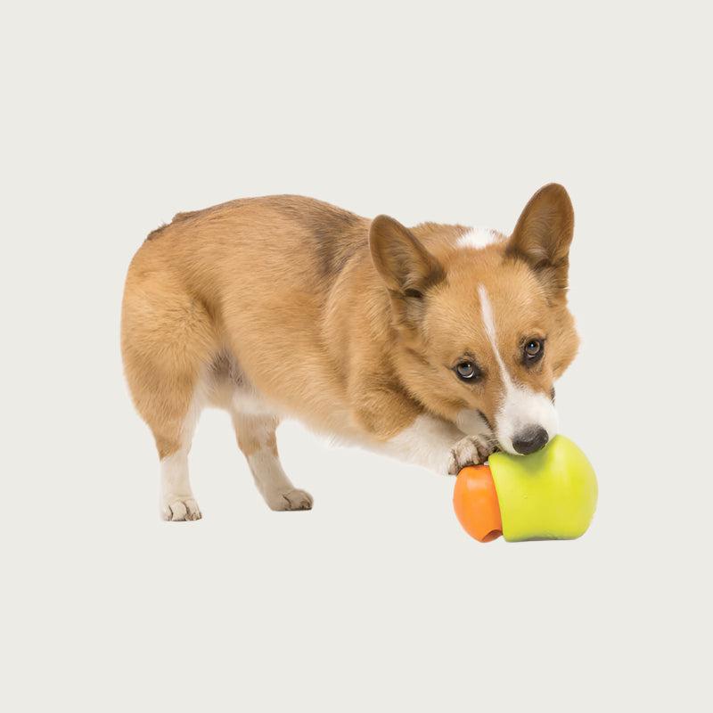 A view of a Corgi dog playing with the interlocked Small & Large Toppl toys.