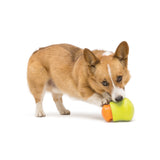 A view of a Corgi dog playing with the interlocked Small & Large Toppl toys.