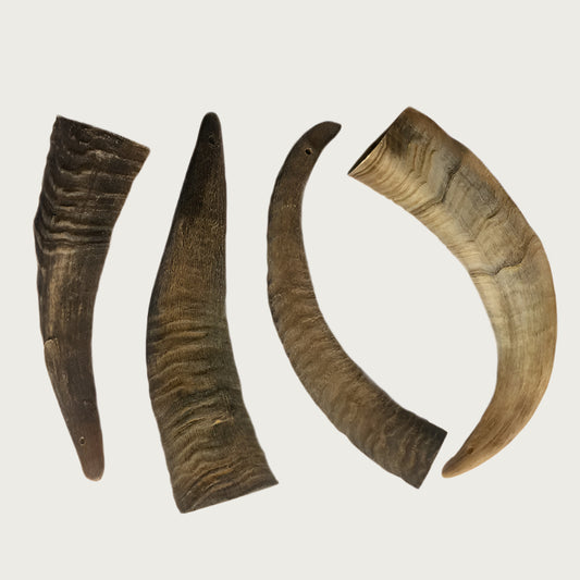 Four goat horn dog chews, showing potential size & shape variations. All include the horn's point.