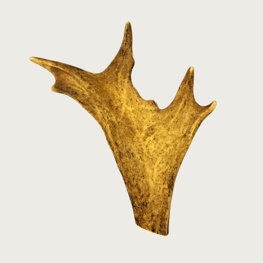 A single, flat deer antler with prongs.
