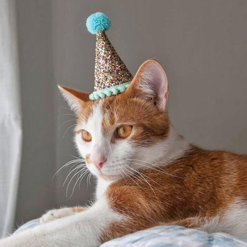 Cat wearing a party hat.
